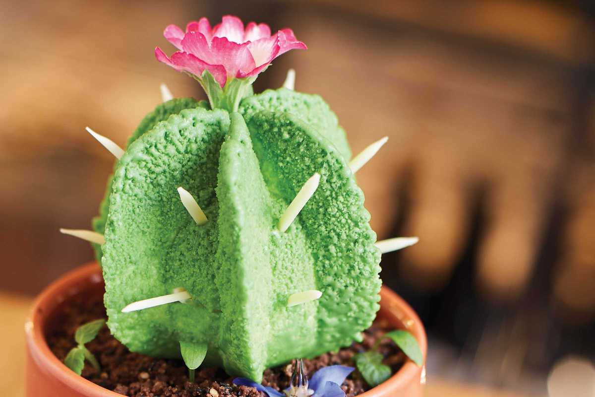 agust-el-cactus