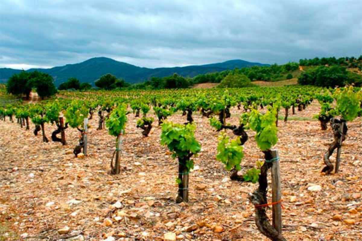 bodegas-vinedo-merayo