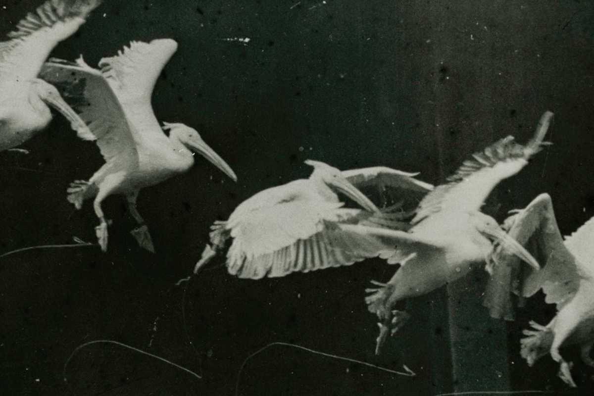 etienne-jules-marey-birds