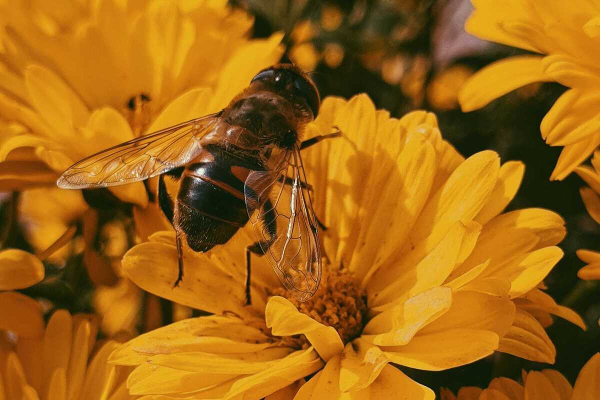 honeyfest-25