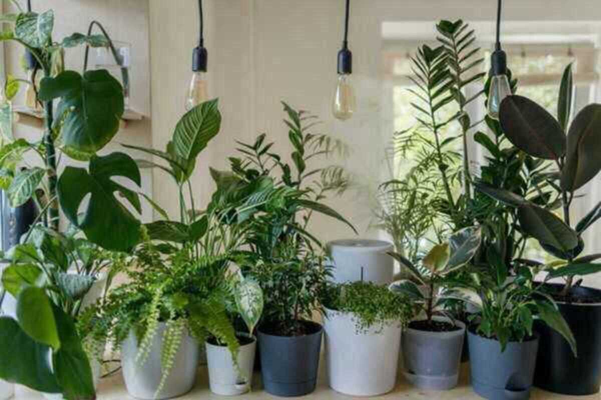 plantas-25