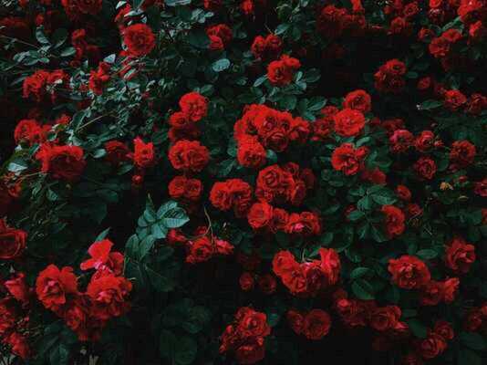 roses 26